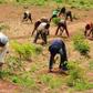 Farmers in Nigeria