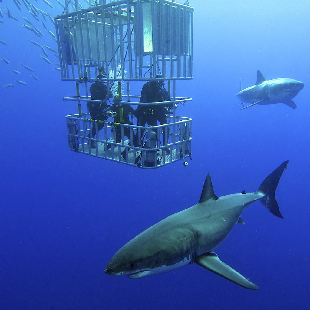 Shark diving [The Guardian]