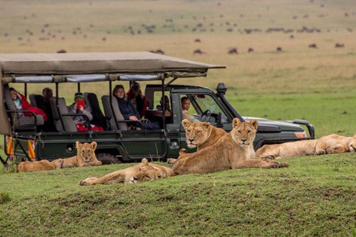 Masai Mara Safari