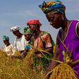 Gambian female farmers