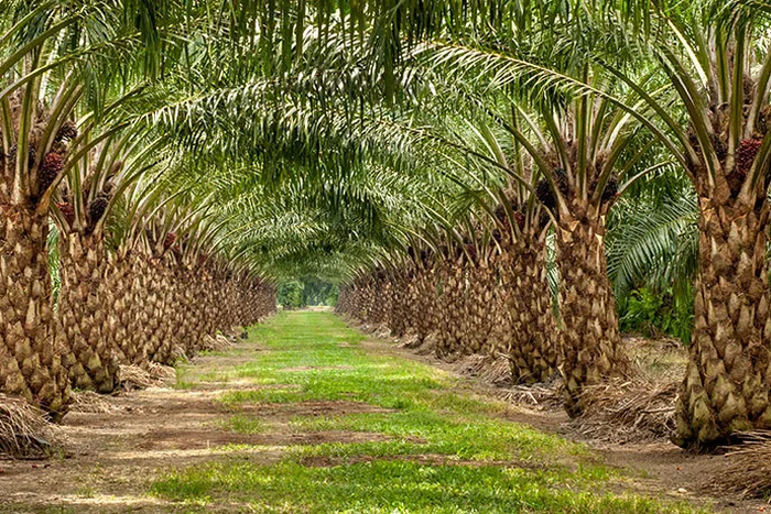 Okomu Oil (Credit: Premium Times Nigeria)