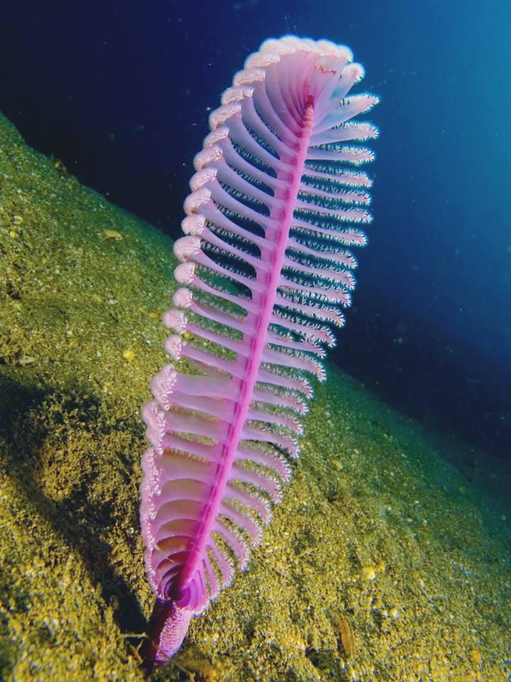 Sea pen [Twitter]