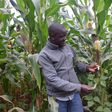 Moses Mbogo, a farmer and village-based advisor taking part in a regenerative agriculture project with the nonprofit Farm Africa in Embu County, Kenya, at his maize and climbing beans farm.