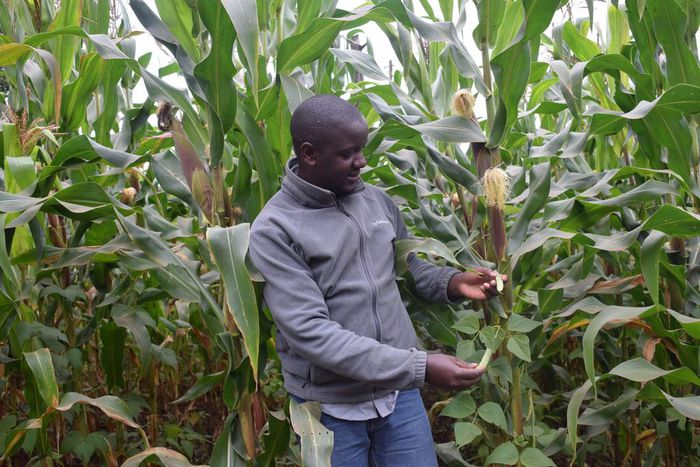 Moses Mbogo, a farmer and village-based advisor taking part in a regenerative agriculture project with the nonprofit Farm Africa in Embu County, Kenya, at his maize and climbing beans farm.