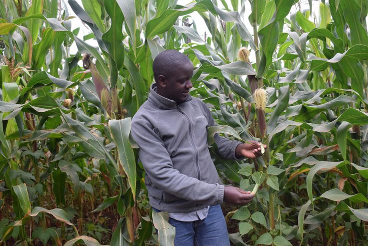 Moses Mbogo, a farmer and village-based advisor taking part in a regenerative agriculture project with the nonprofit Farm Africa in Embu County, Kenya, at his maize and climbing beans farm.