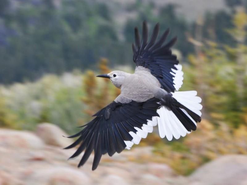 Clark's Nutcracker is one outstanding bird [eBird]