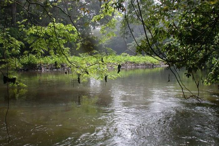 Osun River in Osun State [Sani Ahmad Usman]