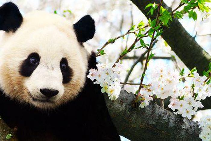 Panda's blood is medicine, their poop is fetilised to make tea, and they're adorable [Pinterest]