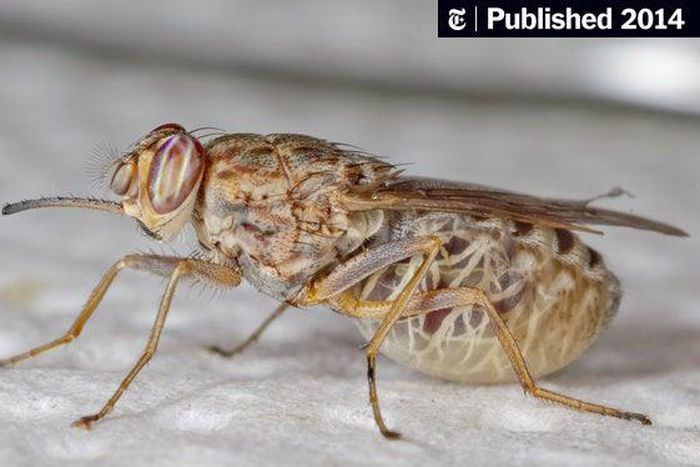 An annual loss of $5 billion in Africa’s food market has been attributed to a ravenous insect