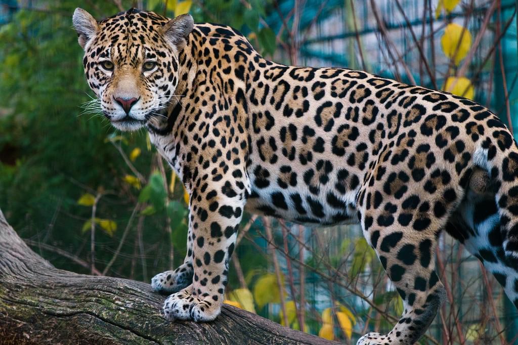 Jaguar [PixaBay]