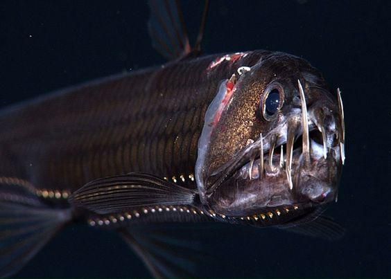 The viperfish has long and sharp teeth to plunge into its prey [Pinterest]