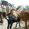 Humans can contract anthrax from domestic animals such as goats, pigs and cattle.