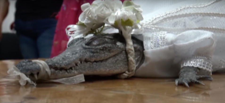 The crocodile's snout is tied shut to avoid mishaps [Yahoo]