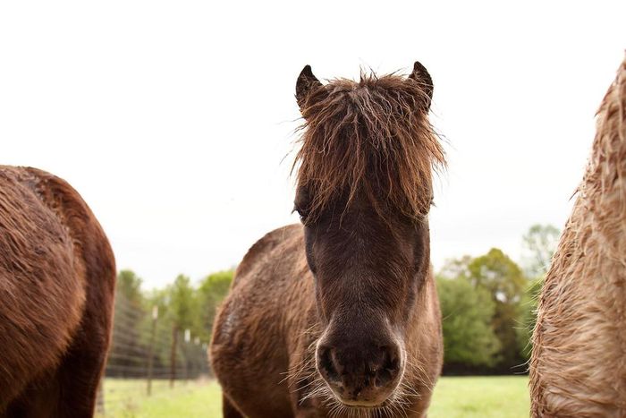 I took Ziggy on a longer stroll around the property. We walked down the dirt path that looped around to the barn and horse pastures.
