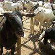 Sallah: Scavenger sentenced to 3-week community service for stealing 3 rams in Ibadan