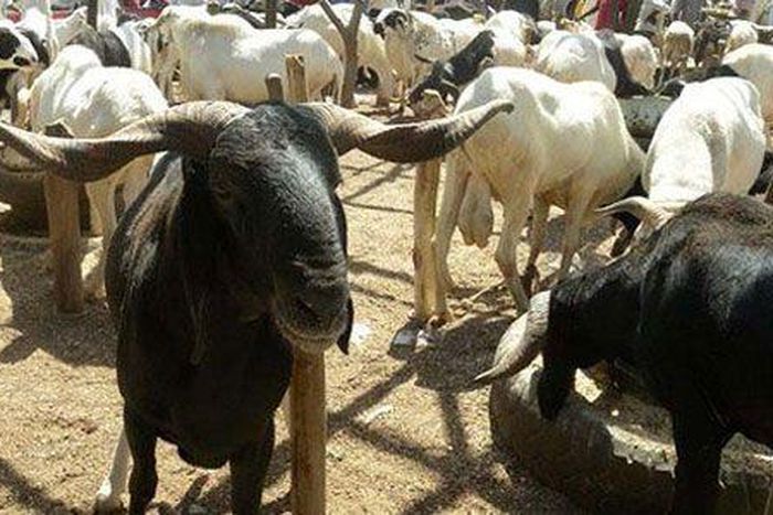 Sallah: Scavenger sentenced to 3-week community service for stealing 3 rams in Ibadan