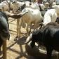 Sallah: Scavenger sentenced to 3-week community service for stealing 3 rams in Ibadan