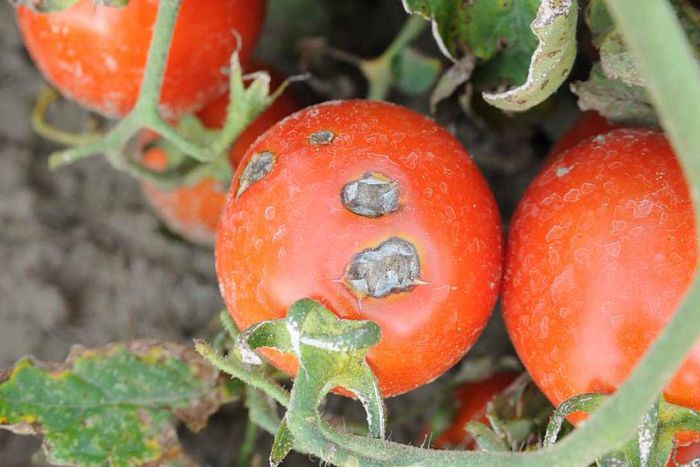 the Federal Ministry of Agriculture is currently in talks with the Federal Ministry of Finance to leverage the Tomato Levy Fund [Daily Post]