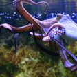 Did you know that an octopus has blue blood [Jsim]