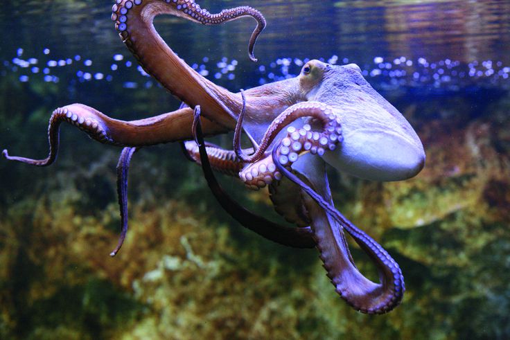 Did you know that an octopus has blue blood [Jsim]