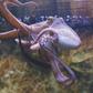 Did you know that an octopus has blue blood [Jsim]