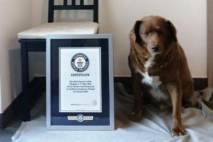 Bobi, the world's oldest dog ever, dies aged 31 [BBC]