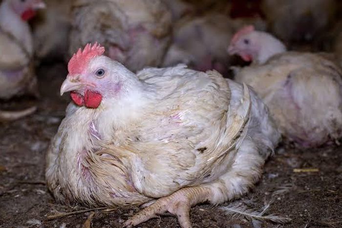 The public wants to know if he was selling the chickens or eating them [The Humanitarian League]