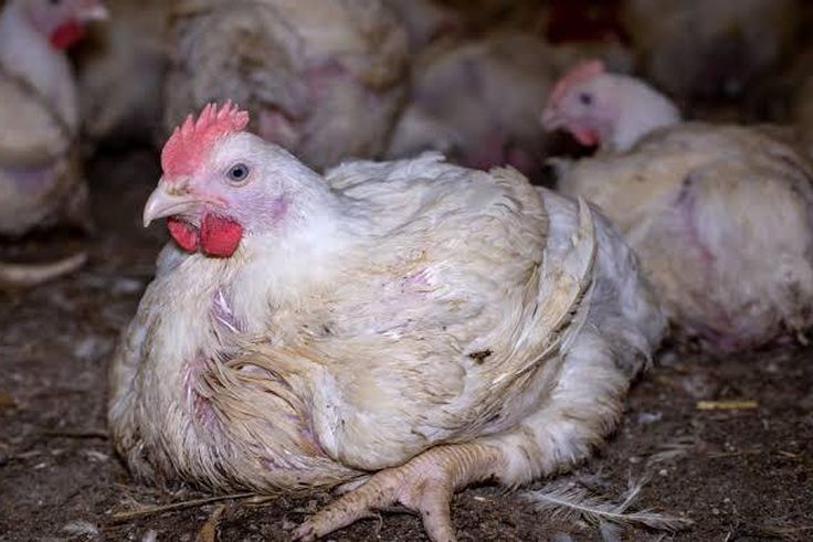 The public wants to know if he was selling the chickens or eating them [The Humanitarian League]