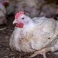 The public wants to know if he was selling the chickens or eating them [The Humanitarian League]