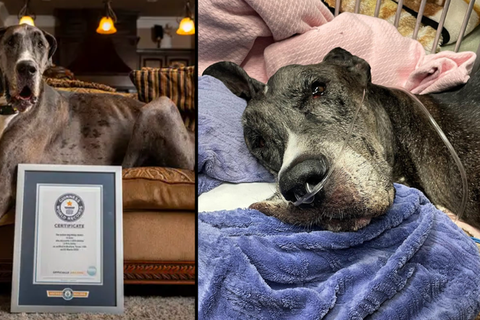 The world's tallest dog died at the age of three [LADbible]