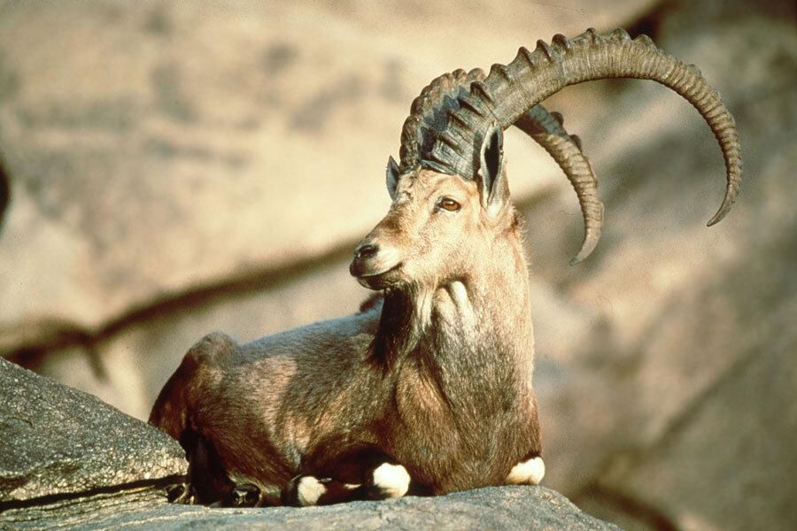 The Pyrenean Ibex [ChristianScience]