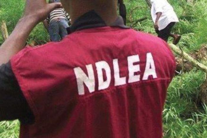 NDLEA officer (image used for illustration) [Vanguard]