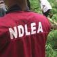 NDLEA officer (image used for illustration) [Vanguard]