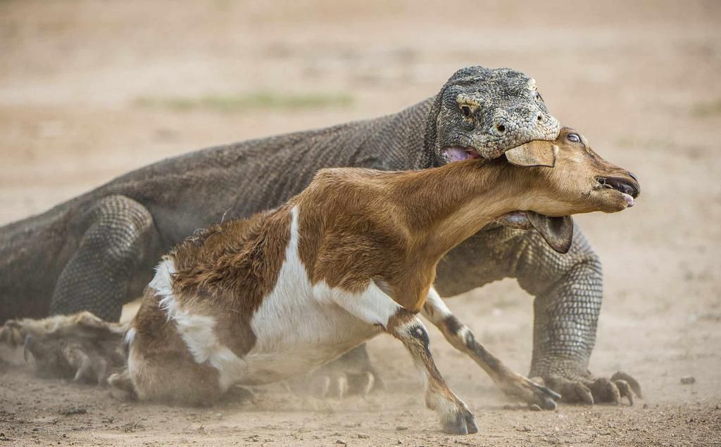 Komodo Dragon eating a goat [azanimals]
