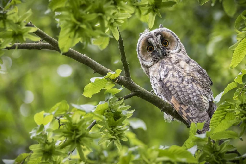 Owls are believed to bring bad luck [treehugger]
