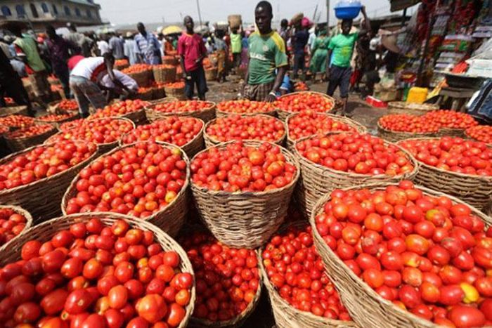 The price of a big basket of UTC tomato now sells between N8, 000 and N9, 500 as against N12, 000 and it is currently flooding the markets (Nairametrics)