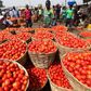 The price of a big basket of UTC tomato now sells between N8, 000 and N9, 500 as against N12, 000 and it is currently flooding the markets (Nairametrics)