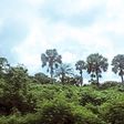 The Igboyegun forest in Ondo state