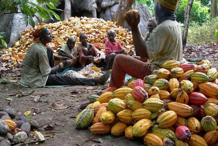 ___8937295___2018___10___4___15___cocoa-farming-processing-business-plan-in-nigeria