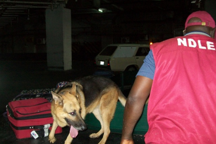 Germany to build over €2m dog school to support NDLEA operations. [dailypost]