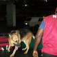 Germany to build over €2m dog school to support NDLEA operations. [dailypost]
