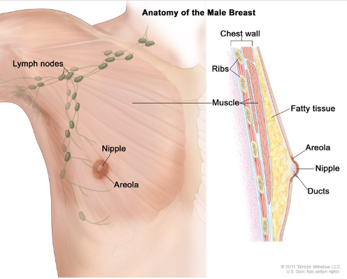 The anatomy of the male breast. The nipple and areola are shown on the outside of the breast. The lymph nodes, fatty tissue, ducts, and other parts of the inside of the breast are also shown. [CDC.gov]