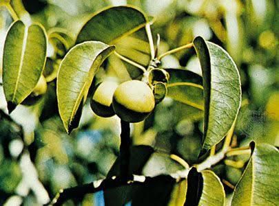 Manchineel is often referred to as the most dangerous tree in the world [Britainica]