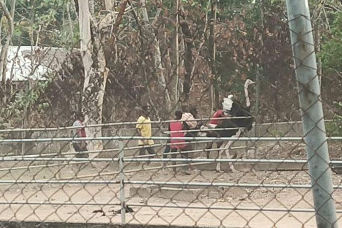 An ostrich being taken away from the Imo State Zoo, Nekede,  Owerri, on Saturday, Feb. 18, 2023 (NAN).
