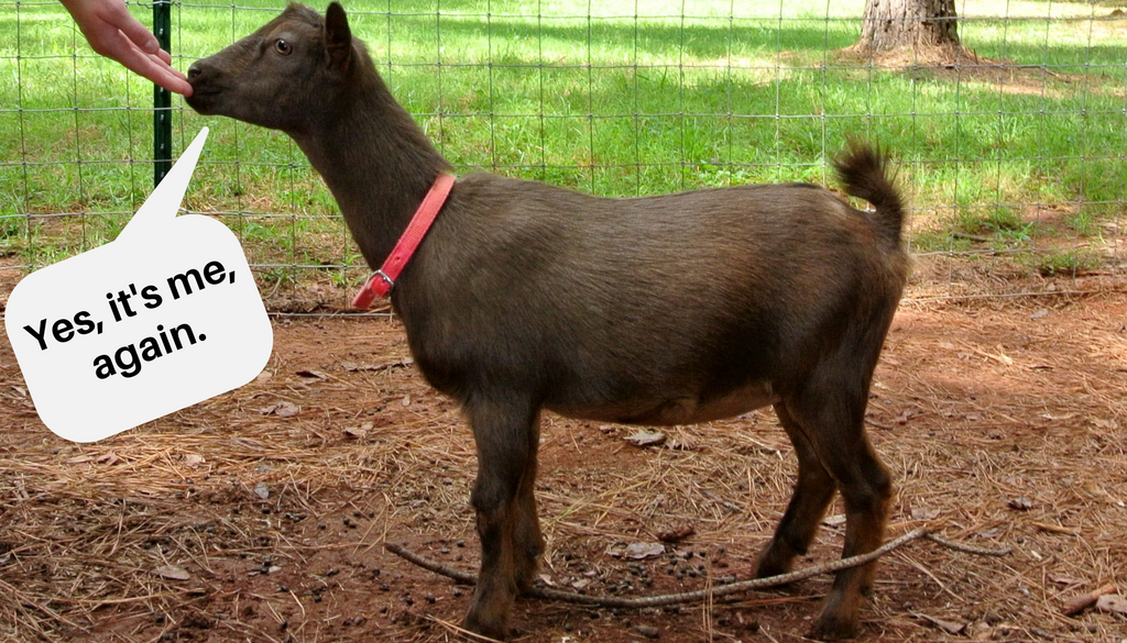 The Nigerian Dwarf is the smallest goat breed in the world [TCW]