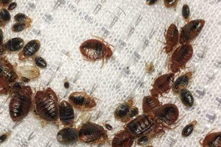 Bedbugs are taking over Paris [Walkerpestmanagement]