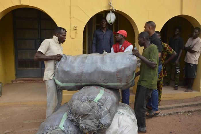 Army hands over suspect, 176kg of seized Indian hemp to NDLEA in Ogun [Twitter:@HQNigerianArmy]