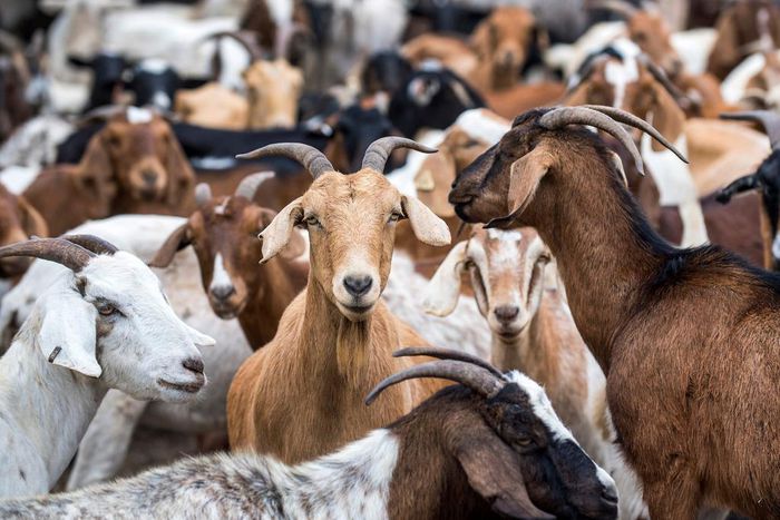 Herds of fire-reducing goats have chewed bush right across California, including in San Francisco, Sacramento, Irvine, Pasadena, Anaheim, and Napa Valley.