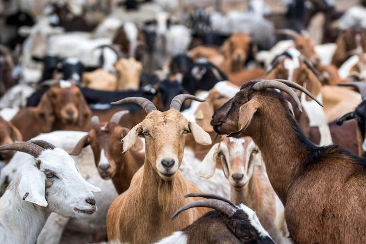 Herds of fire-reducing goats have chewed bush right across California, including in San Francisco, Sacramento, Irvine, Pasadena, Anaheim, and Napa Valley.