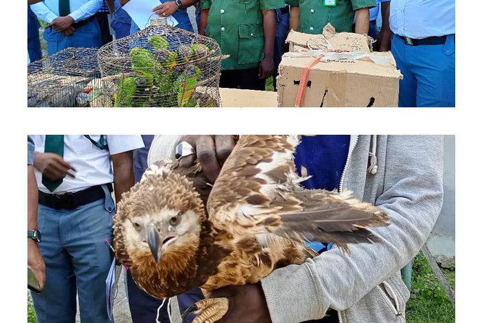 Customs intercepts 105 wild birds worth ₦24m in Badagry. [Twitter:@CustomsNG]